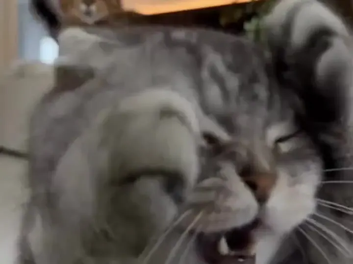 Loaf · head moves only