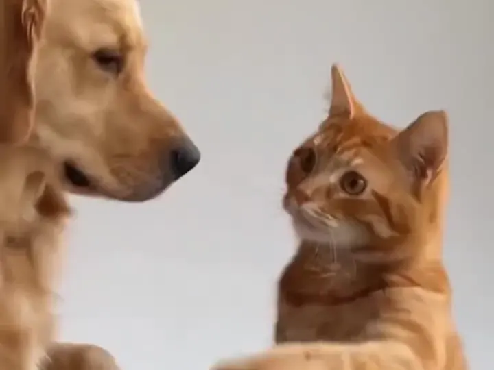 Sitting, eyes on the treat · best